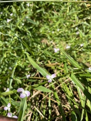 Murdannia keisak