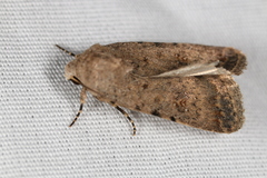 Caradrina clavipalpis