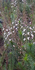 Stylidium laricifolium