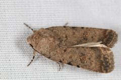 Caradrina clavipalpis