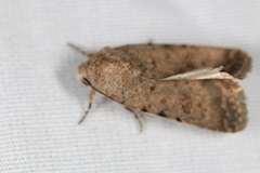 Caradrina clavipalpis