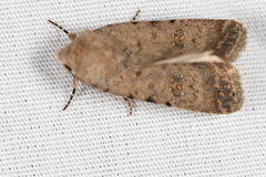 Caradrina clavipalpis