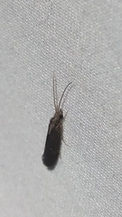 Polycentropodidae