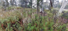 Stylidium laricifolium