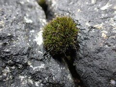 Schistidium maritimum