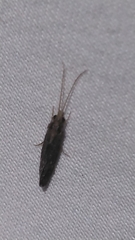 Polycentropodidae