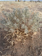 Artemisia sericea