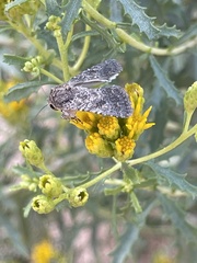Trichoplusia ni