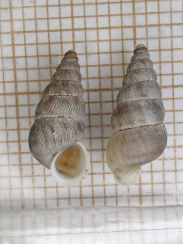 Obscurella obscura
