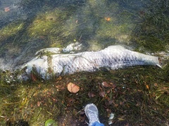 Megalops atlanticus