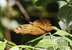 Junonia hedonia