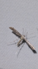 Pterophoridae