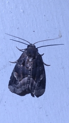 Homophoberia apicosa