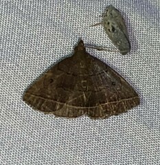 Zanclognatha obscuripennis