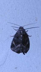 Homophoberia apicosa