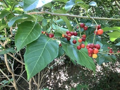 Allophylus timorensis