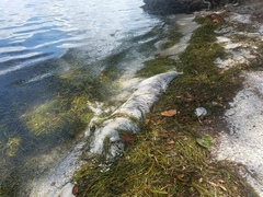 Megalops atlanticus