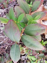 Hypericum androsaemum