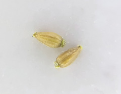 Eleocharis bella