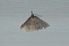 Renia discoloralis