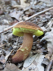 Hemileccinum
