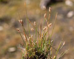 Eleocharis bella