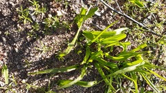 Tecophilaea violiflora