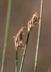 Eleocharis bella