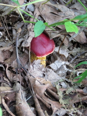 Exsudoporus