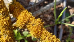Polycauliona candelaria