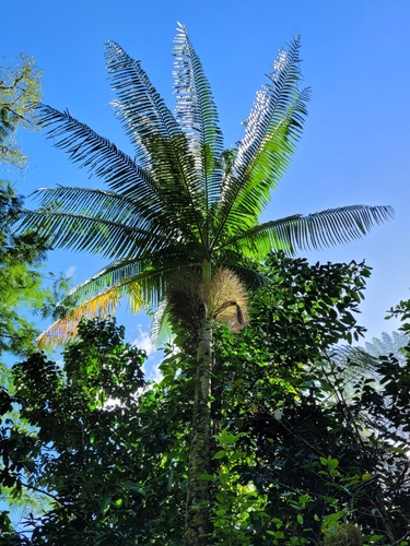 Clinostigma warburgii observed 2022-09-21