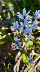 Tecophilaea violiflora