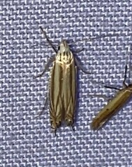 Polyhymno luteostrigella