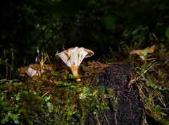 Polyporus
