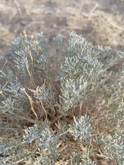 Artemisia sericea
