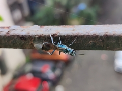 Chalybion bengalense