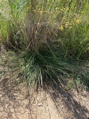 Thinopyrum elongatum