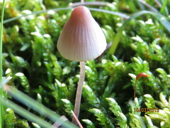 Mycena metata
