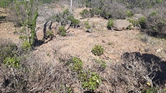 Oxalis megalorrhiza