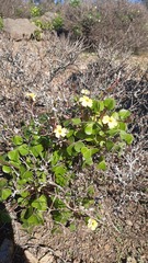 Oxalis megalorrhiza