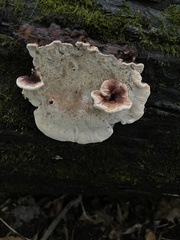 Abortiporus