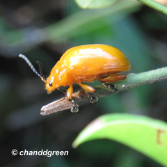 Podontia lutea