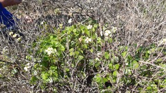 Oxalis megalorrhiza