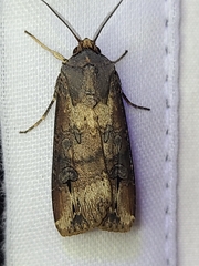 Agrotis ipsilon