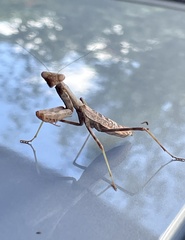 Mantodea