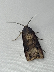 Agrotis ipsilon