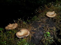 Polyporus