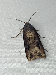 Agrotis ipsilon