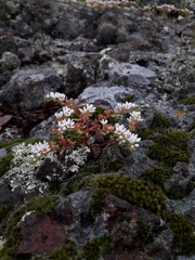 Sedum goldmanii
