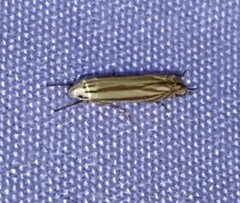 Polyhymno luteostrigella